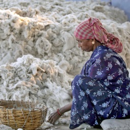 Eine Frau sortiert in Indien Baumwolle für den Baumwollmarkt