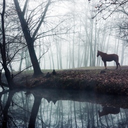 Ein Pferd steht am Ufer eines Teichs.
