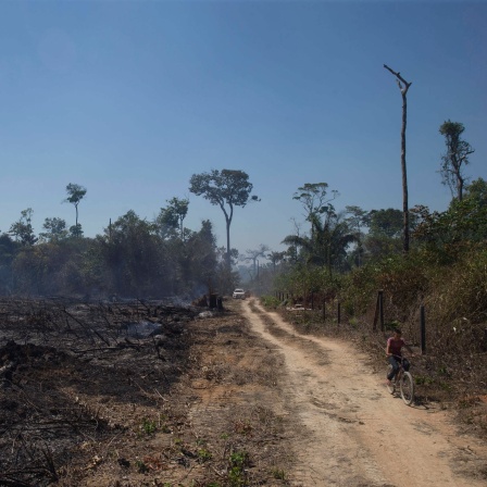 Ein von Bränden betroffenes Gebiet im Amazonas-Dschungel in der Gemeinde Novo Progresso im Bundesstaat Paro in Brasilien im August 2020