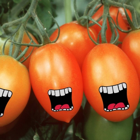 Tomaten auf die Ohren