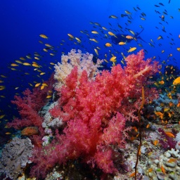 Bau mir ein Korallenriff - Kann Restaurierung Korallen vor dem Aussterben retten?