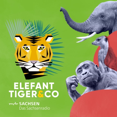 Podcast Elefant Tiger und Co