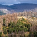 Das Foto zeigt große Flächen abgestorbenen Waldes im Harz bei Schierke in Sachsen-Anhalt.
