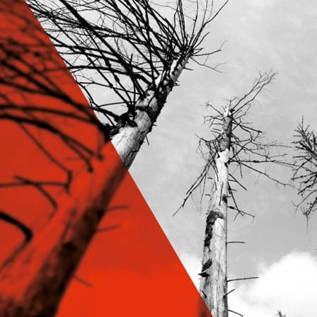 Das neue deutsche Waldsterben - Ein Feature über Baumleichen, Klimawandel und zerstrittene Experten
