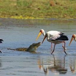 In Südafrika sind ein Nilkrokodil und Nimmersatt-Störche gemeinsam im Wasser.