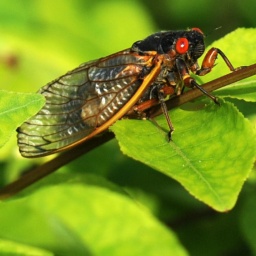 Milliarden Zikaden schlüpfen - Invasion oder natürliches Massenereignis?