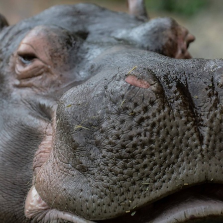 Die Tierdocs: Flusspferd ist vergesslich