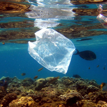 Eine Plastiktüte schwimmt über Korallen im Roten Meer in Ägypten.