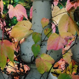 Herbst, verwelkte Blätter