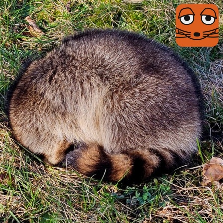Waschbär mit Staupe-Virus Logo