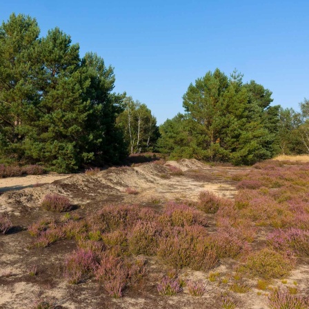 Herbst in der Lieberoser Heide auf dem ehemaligen Truppenübungsplatz.