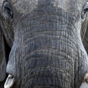 Die Tierdocs: Elefant hat Knoten im Rüssel