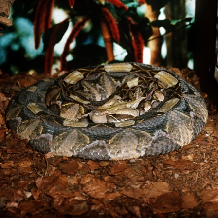 Eine Gabun-Viper (lat.: Bitis gabonica) hat sich zusammengerollt. 