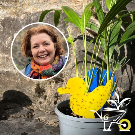 Komm mit in den Garten · 81 Was hilft gegen Trauermücken? · Podcast