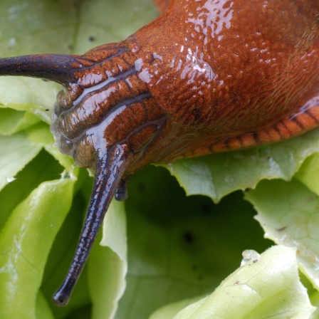 Spanische Wegschnecke