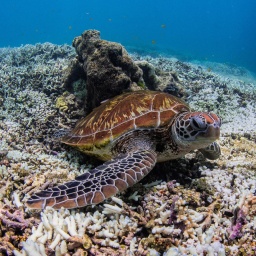 Schildkröten und Fische schwimmen über Korallen, die von der Korallenbleiche betroffen sind, am südlichen Great Barrier Reef in Australien im Februar 2024