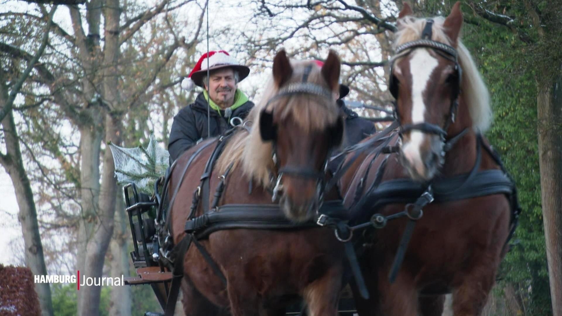 Hamburg Journal Wie Anno Dazumal Wenn das Pferd den Tannenbaum bringt