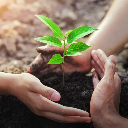 Regenerative Kulturen - Viel mehr als nachhaltig