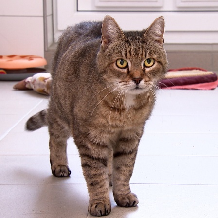 Kater Leo