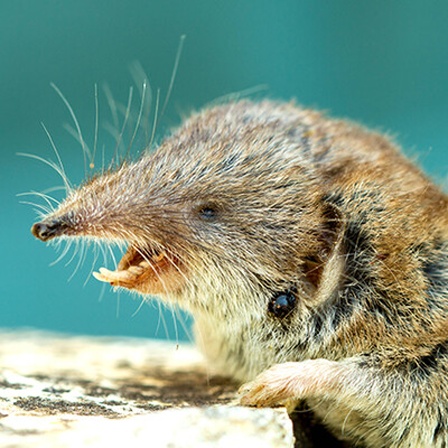 Feldmaus