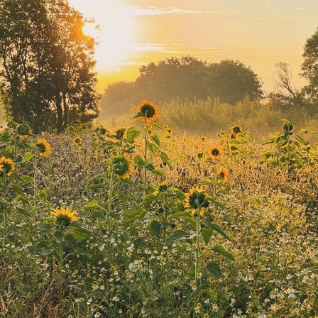 Sonnenblumen stehen auf einem Feld bei Marklohe.