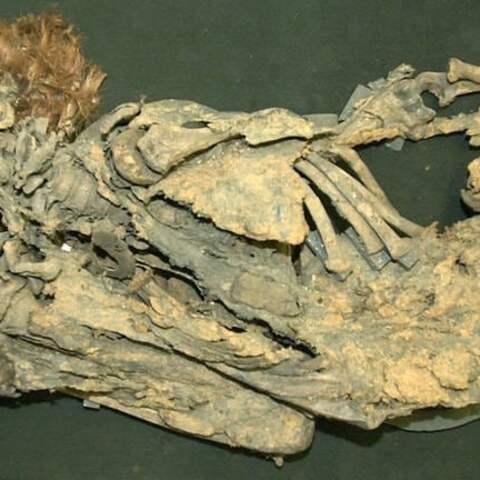 Im Bonner Forschungs-Zentrum caesar liegt eine fast 2.000 Jahre alte Moorleiche