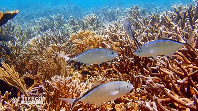 Blick auf Korallen unter dem Meer zwischen denen Fische schwimmen.