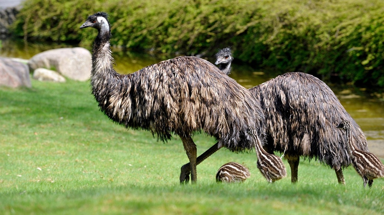 Babyalarm bei den Emus (F. 310)