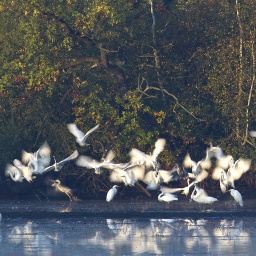 Silberreiher an einem See