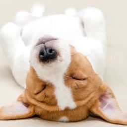 Jack Russel Terrier Welpe liegt auf dem Rücken und schläft.