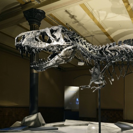 T-Rex Skelett im Museum für Naturkunde Berlin