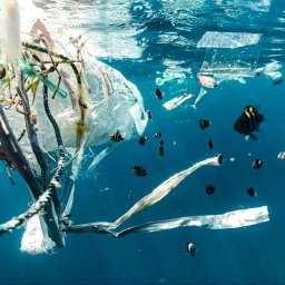 Plastikmüll treibt im Meer. Die Kunststoffe zersetzen sich mit der Zeit und geben Chemikalien an die Umgebung ab.