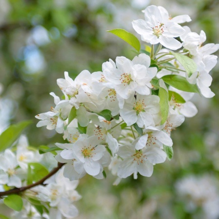 Baumausstatter Frühling Teil 4