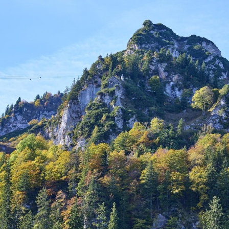 Der Bergwald - Schutzbedürftiger Schutzwall