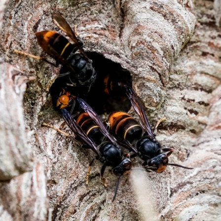 Asiatische Hornissen (Vespa velutina nigrithorax) sammeln sich an einem Ausgang ihres Nestes.