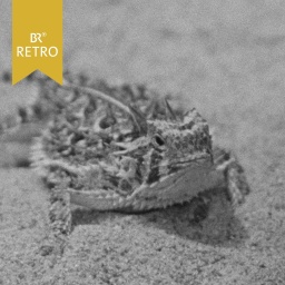 Echse im Terrarium  | Bild: BR Archiv