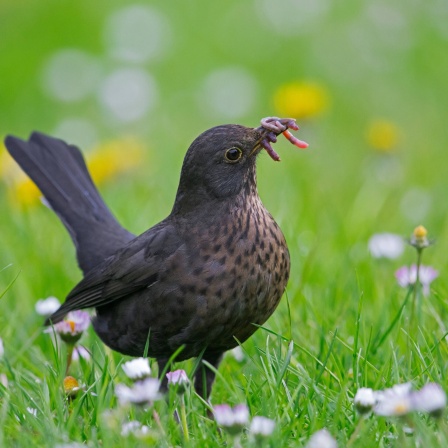 Amsel