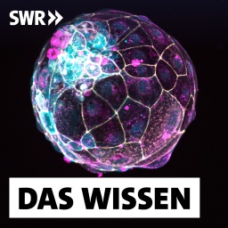 Das Bild des Instituts für Molekularbiologie der Österreichischen Akademie der Wissenschaften zeigt einen im Labor hergestellten menschlichen &#034;Blastoiden&#034;. Eine Studie von 2021, publziert in &#034;Nature&#034; zeigt, wie Wissenschaftler diese Struktur geschaffen haben, die eine Blastozyste nachahmt - ein Zellknäuel, das sich innerhalb einer Woche nach der Befruchtung bildet und in der Forschung eingesetzt werden kann.