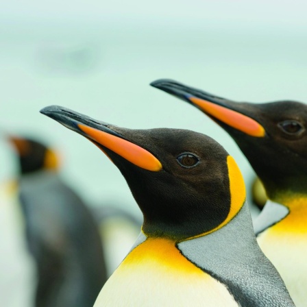 Der Pinguin - Überlebenskünstler in Eis und Hitze