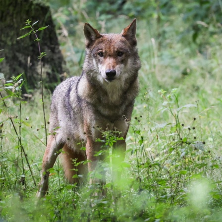 Ein Wolf auf einer Wiese (Bild: picture alliance/dpa/Christian Charisius)