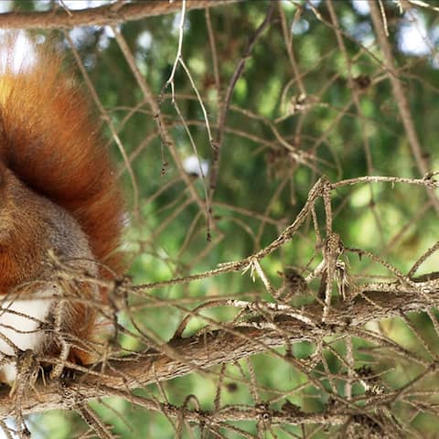 Ein Eichhörnchen putzt sich auf einem Baum