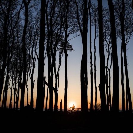 Die Sihouette eines Radfahrers im Gespensterwald in Nienhagen. Im Hintergrund geht die Sonne über der Ostsee unter.