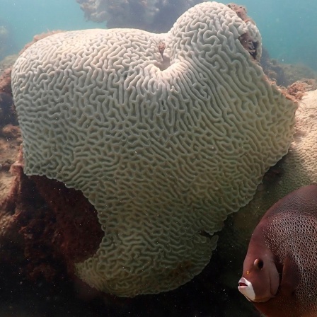 Ausgebleichte Korallen bei Cheeca Rocks vor der Küste von Islamorada