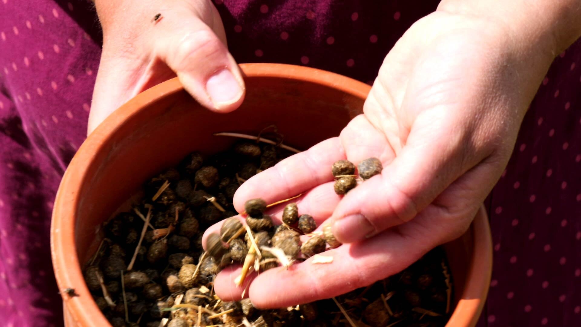 MDR Garten Tiermist im Garten einsetzen ARD Mediathek