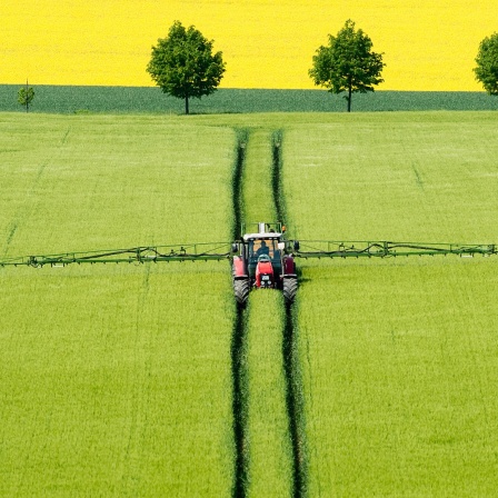 Ein Landwirt fährt mit einem Traktor über ein Getreidefeld und versprüht Pflanzenschutzmittel.