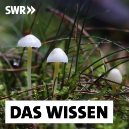Waldboden mit kleinen weißen Pilzen: Dass unter Wald- und Ackerböden Pilze und Pflanzen miteinander verbunden sind, lässt sich leicht nachweisen. Doch &#034;kommunizieren&#034; sie wirklich miteinander über Trillionen Kilometer feiner Pilzfäden, sozusagen ein &#034;Wood Wide Web&#034;?