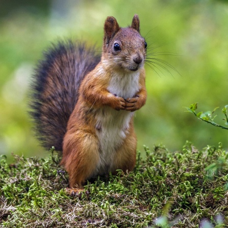 Eichhörnchen (Sciurus vulgaris) sitzt aufrecht auf Moos
