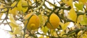 Früchte und imposante Stacheln der Dreiblättrigen Zitrone