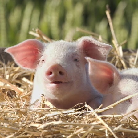 Ferkel: früher Trostpreis, heute Glückssymbol