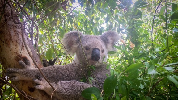 Verrückt Nach Meer - Auf Kuschelkurs In Australien (293)